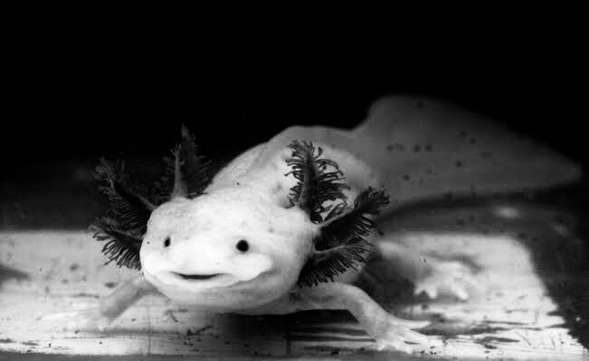 En las aguas del Lago de Xochimilco la comunidad científica busca el secreto de la regeneración del cuerpo